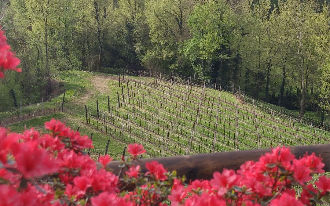 Prosecco: Looking for Love in all the Right Places